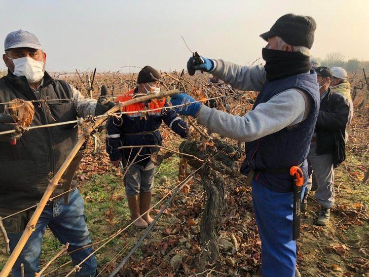Salihli Ovası’nda bağlar budanıyor G3