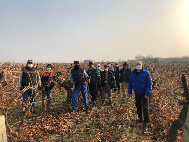 Salihli Ovası’nda bağlar budanıyor G4