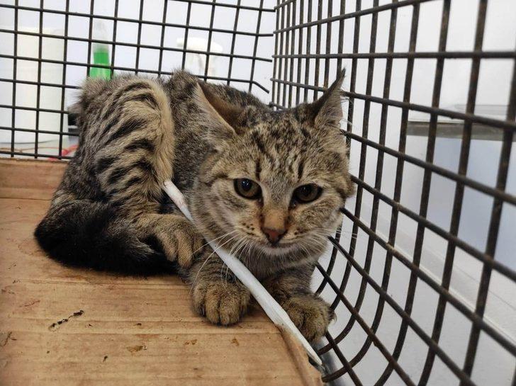 Vücuduna demir çubuk saplanan sokak kedisi kurtarıldı G2