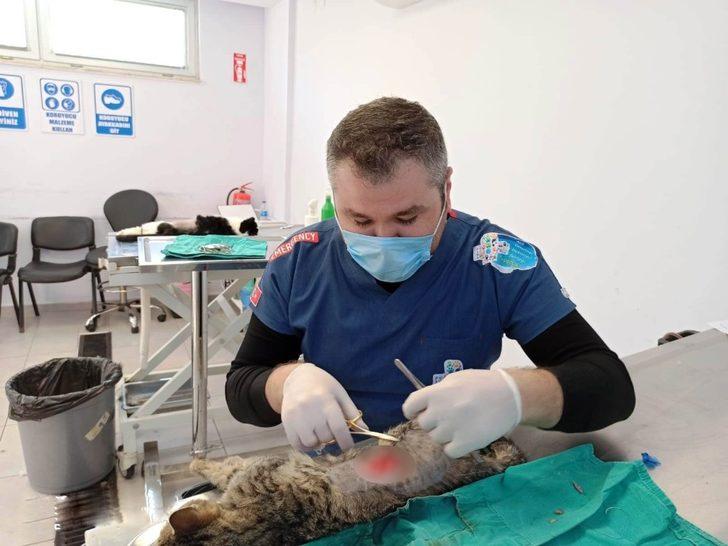Vücuduna demir çubuk saplanan sokak kedisi kurtarıldı G3