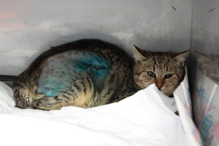 Vücuduna demir çubuk saplanan sokak kedisi kurtarıldı G5