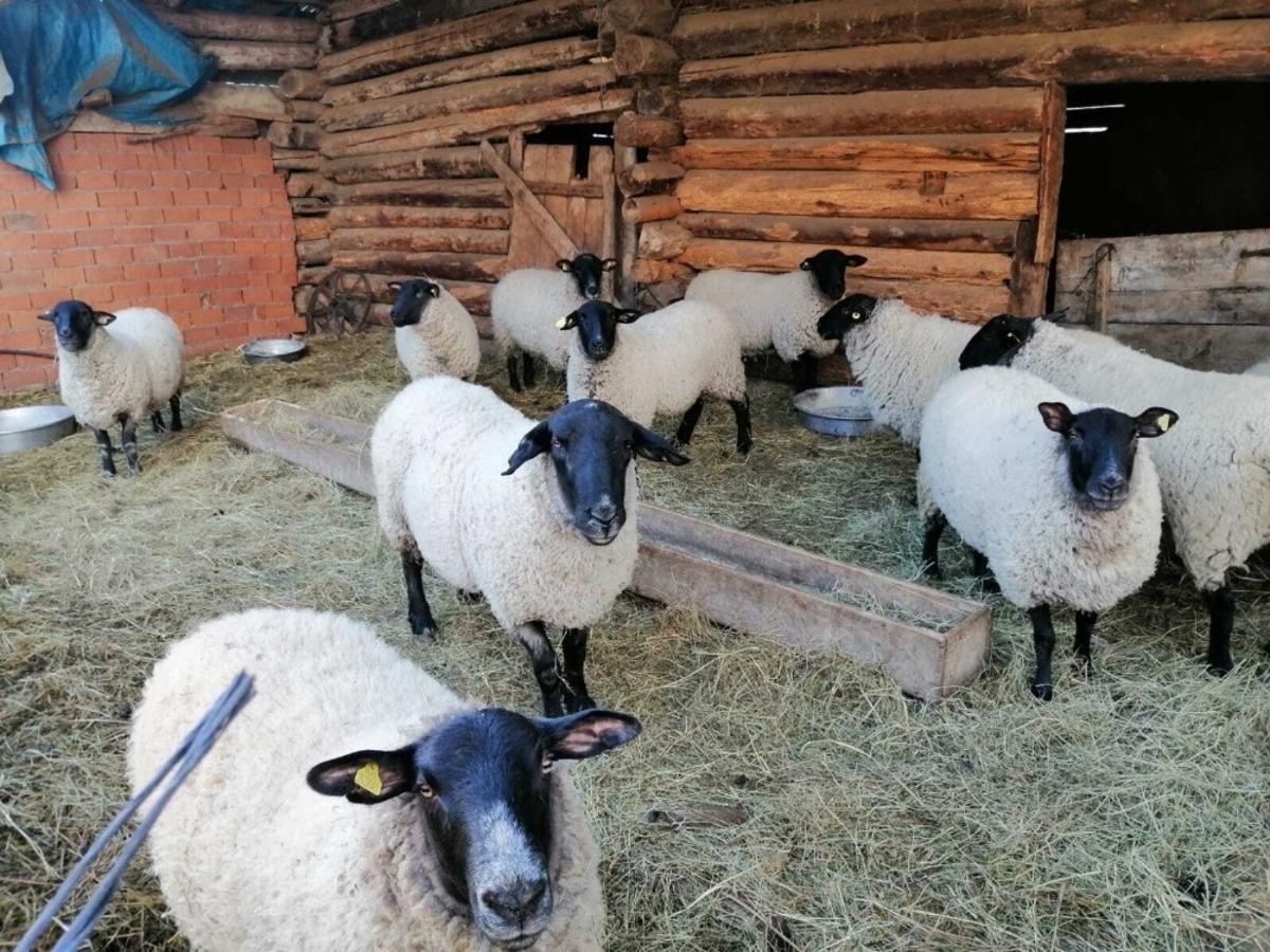 Artvin&rsquo;e &ouml;zg&uuml; bijik koyununun yok olmaması i&ccedil;in harekete ge&ccedil;tiler