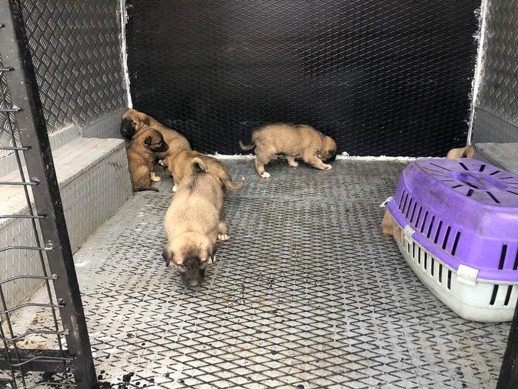 Çalılıklarda bulunan yavru köpekler koruma altına alındı G1