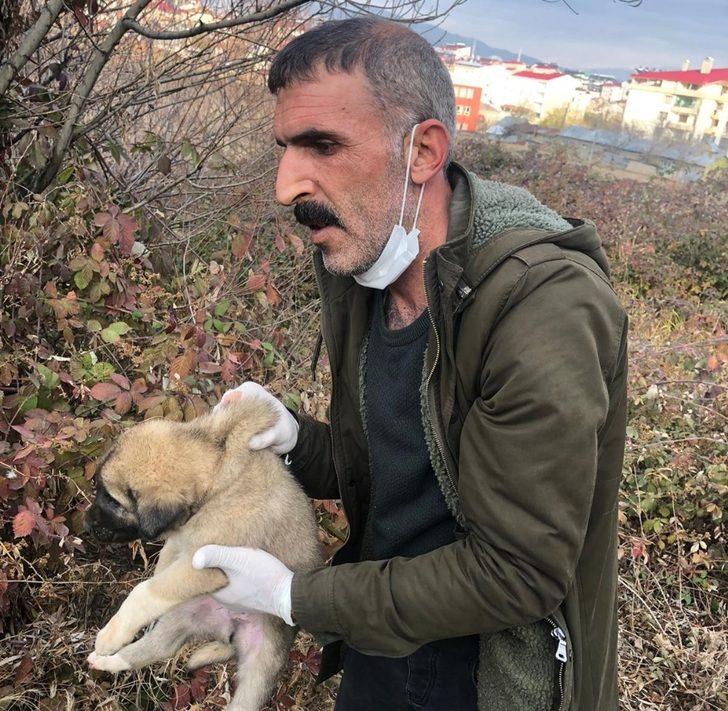 Çalılıklarda bulunan yavru köpekler koruma altına alındı G2