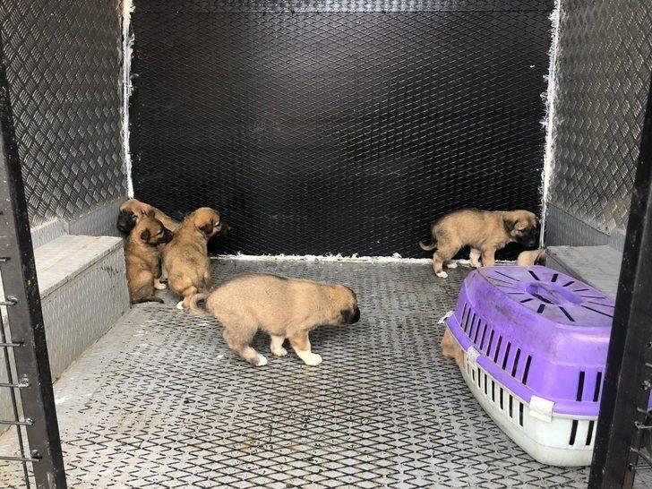 Çalılıklarda bulunan yavru köpekler koruma altına alındı G3