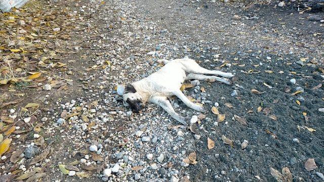 Harmanlı’da köpekler zehirleniyor iddiası