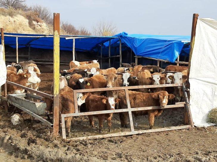 Jandarmadan uyuşturucu ve hırsızlık operasyonu G2