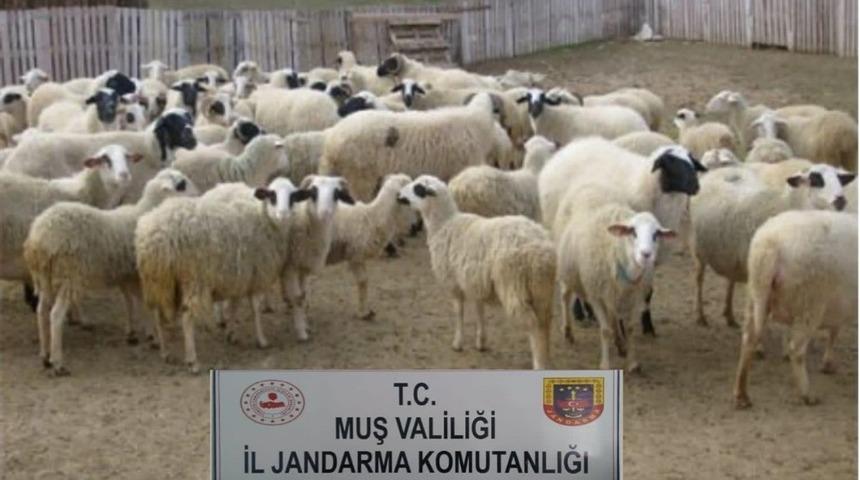 Muş&rsquo;ta hayvan hırsızlığı yapan 2 kişi yakalandı