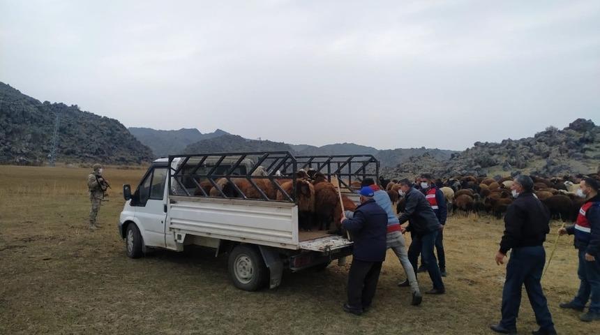 Iğdır&rsquo;da hayvan hırsızlığı: 2 g&ouml;zaltı