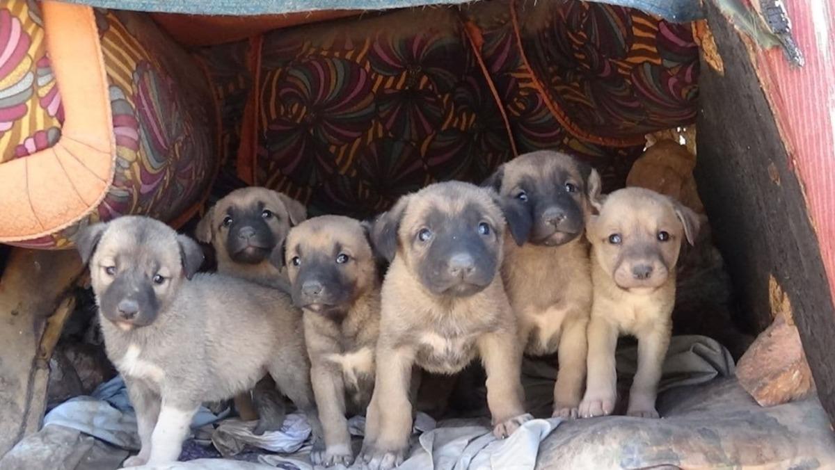 Kısıtlama hayvan sevgisine engel olmadı