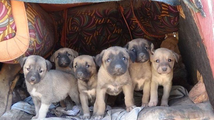 Kısıtlama hayvan sevgisine engel olmadı G1