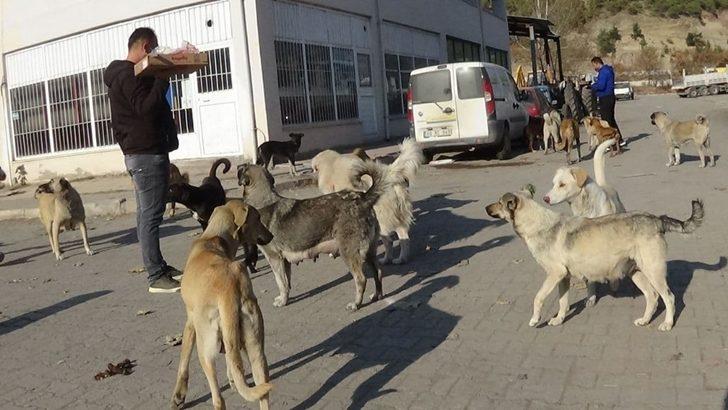 Kısıtlama hayvan sevgisine engel olmadı G2