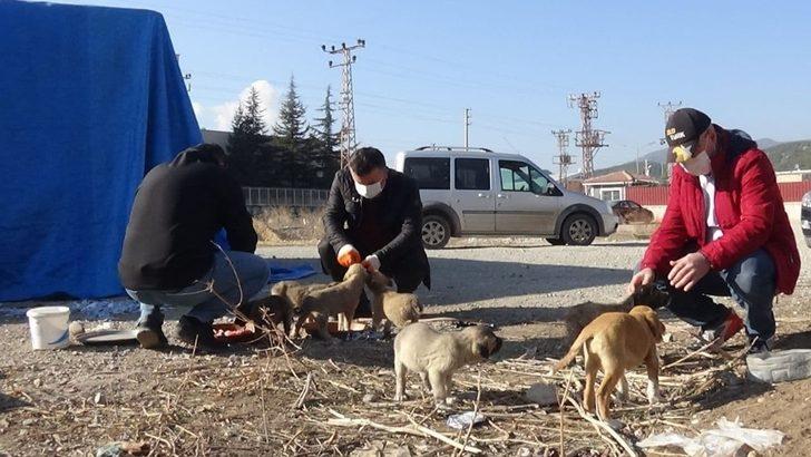 Kısıtlama hayvan sevgisine engel olmadı G4