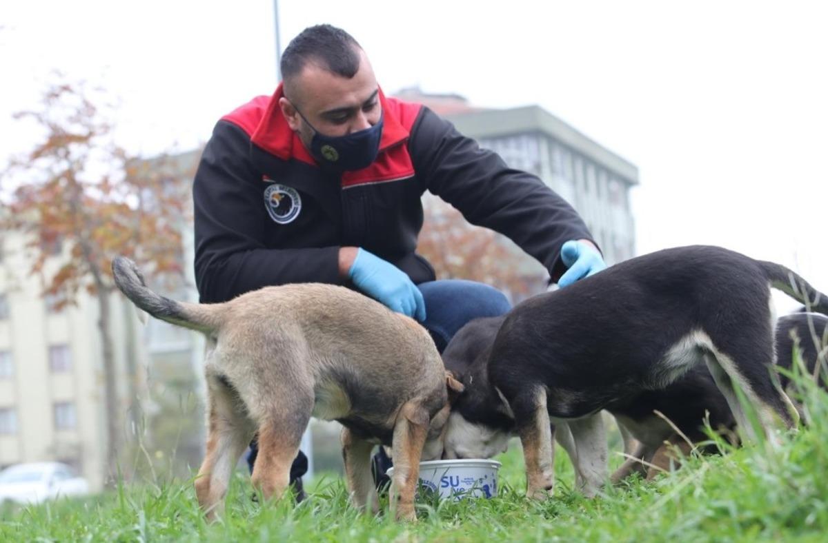 Kartal Belediyesi sokağa &ccedil;ıkma yasağında da sokak hayvanlarının yanında