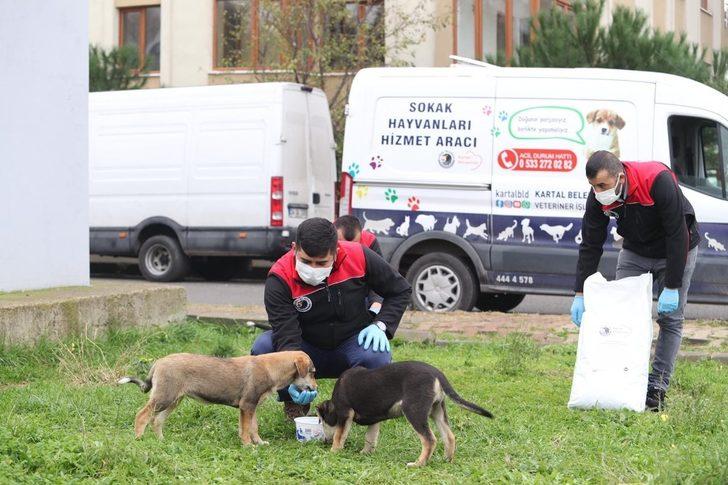 Kartal Belediyesi sokağa çıkma yasağında da sokak hayvanlarının yanında G2