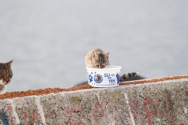 Kartal Belediyesi sokağa çıkma yasağında da sokak hayvanlarının yanında G3