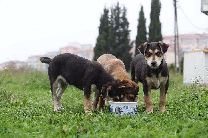 Kartal Belediyesi sokağa çıkma yasağında da sokak hayvanlarının yanında G4