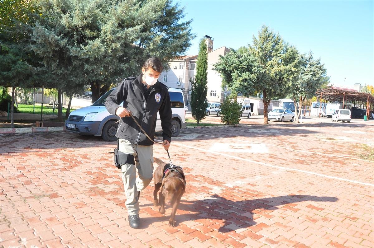 Adıyaman polisinin narkotik k&ouml;peği "Miror" operasyonların vazge&ccedil;ilmezi oldu