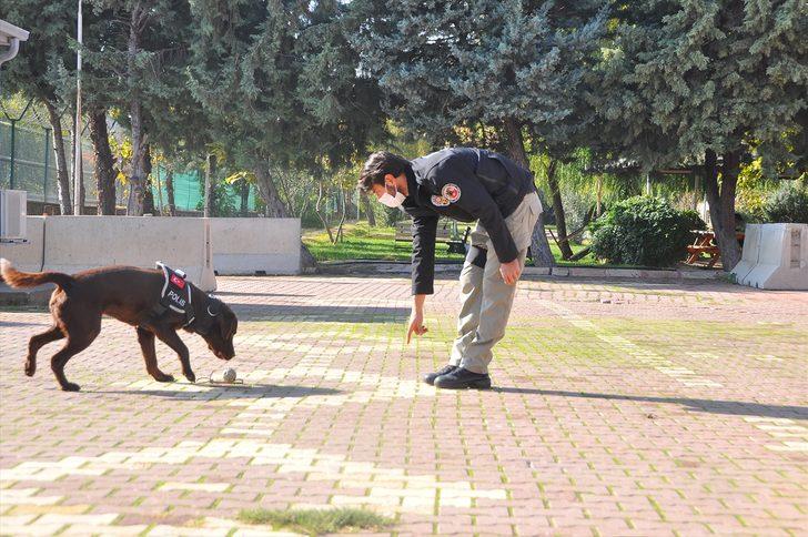 Adıyaman polisinin narkotik köpeği "Miror" operasyonların vazgeçilmezi oldu G1