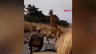 Kenya’da turistlerin kızgın zürafa ile imtihanı saniye saniye kamerada