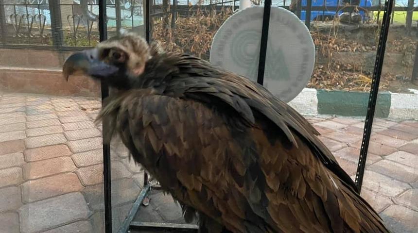 Yaralı kara akbaba tedavi altına alındı