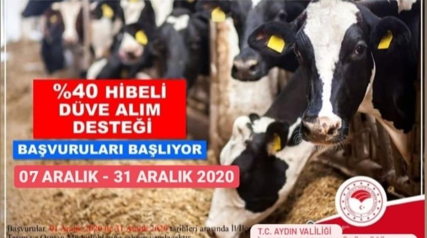 Aydın’da çiftçilere düve alım desteği verilecek