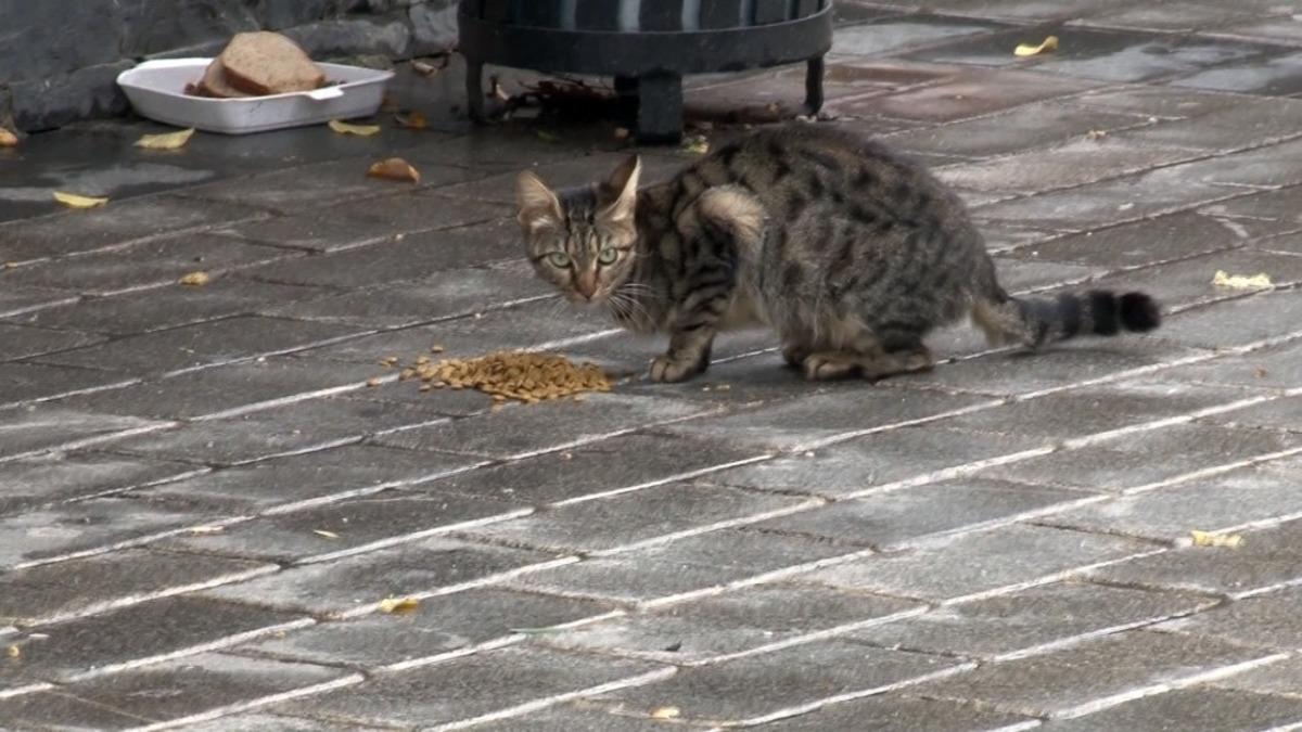 Fatih&rsquo;te sokak hayvanları kısıtlamada unutulmadı