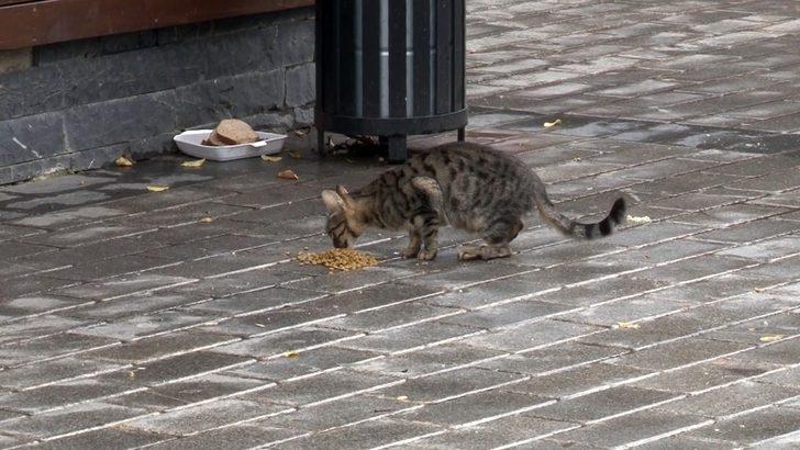 Fatih’te sokak hayvanları kısıtlamada unutulmadı G3