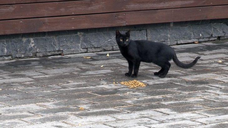 Fatih’te sokak hayvanları kısıtlamada unutulmadı G4