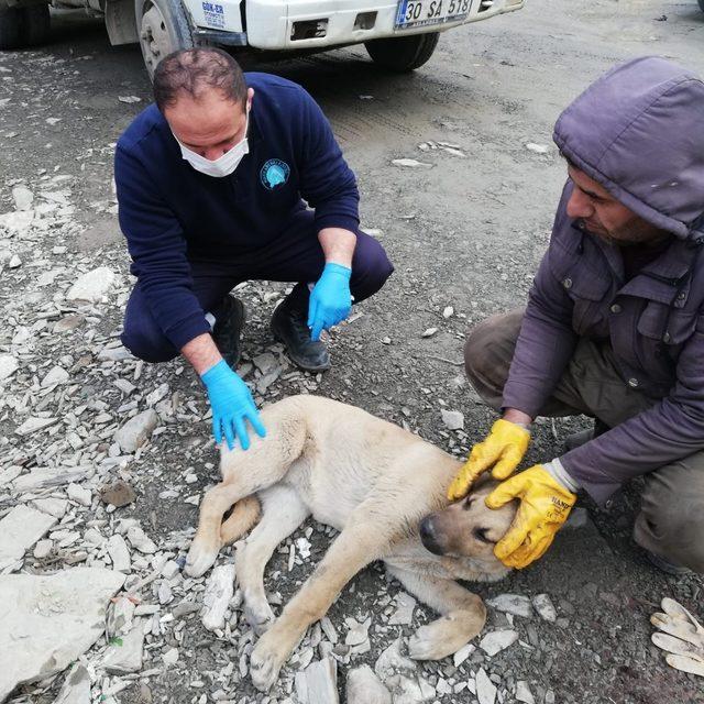 Kurtarılan köpek tedavi altına alındı