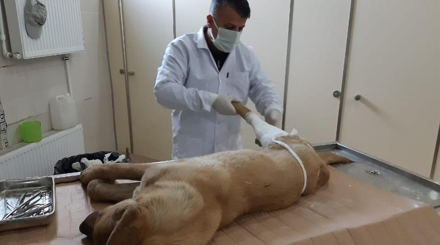 Kurtarılan k&ouml;pek tedavi altına alındı