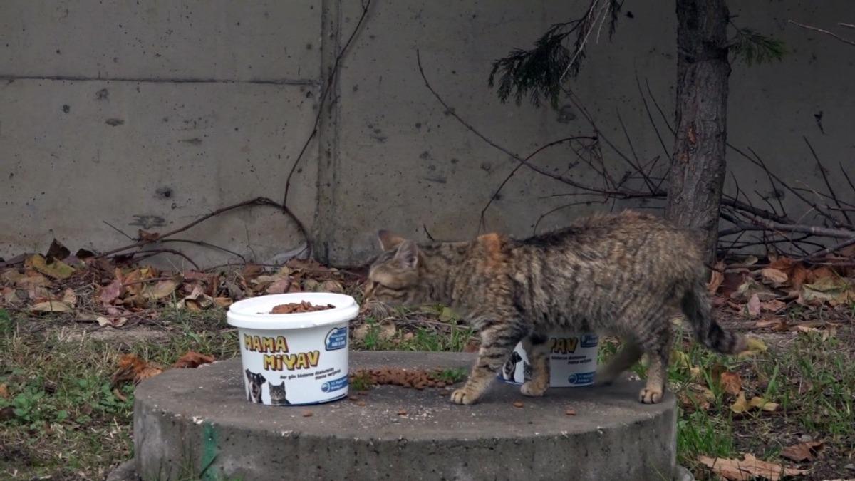 B&uuml;y&uuml;k&ccedil;ekmece&rsquo;de sokak hayvanları kısıtlamada unutulmadı