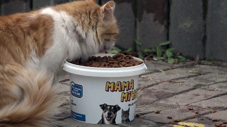 Büyükçekmece’de sokak hayvanları kısıtlamada unutulmadı G2