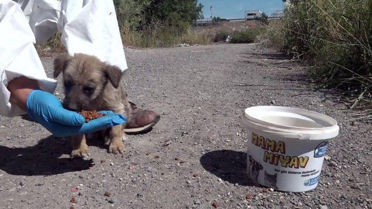 Büyükçekmece’de sokak hayvanları kısıtlamada unutulmadı G3