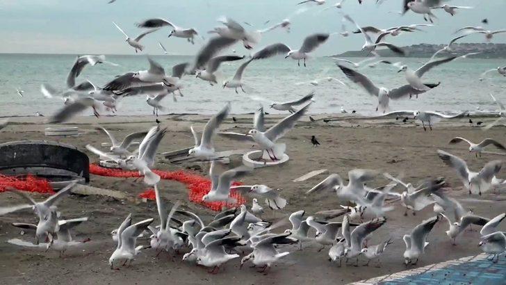 Büyükçekmece’de sokak hayvanları kısıtlamada unutulmadı G4