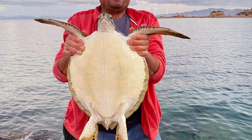 Caretta Caertta deniz kaplumbağasını balık&ccedil;ılar kurtardı