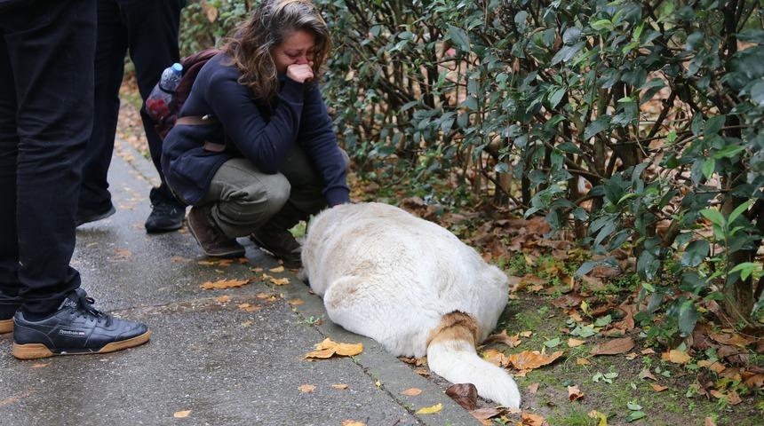 Kocaeli'de k&ouml;pek katliamı! Savcılıktan a&ccedil;ıklama