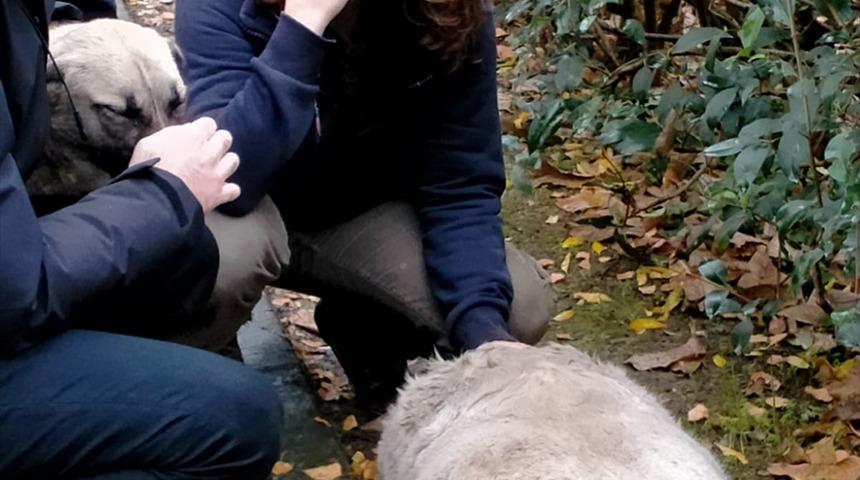 Kocaeli'de 3 k&ouml;peğin zehirlenerek &ouml;ld&uuml;r&uuml;lmesine ilişkin belediye &ccedil;alışanları a&ccedil;ığa alındı