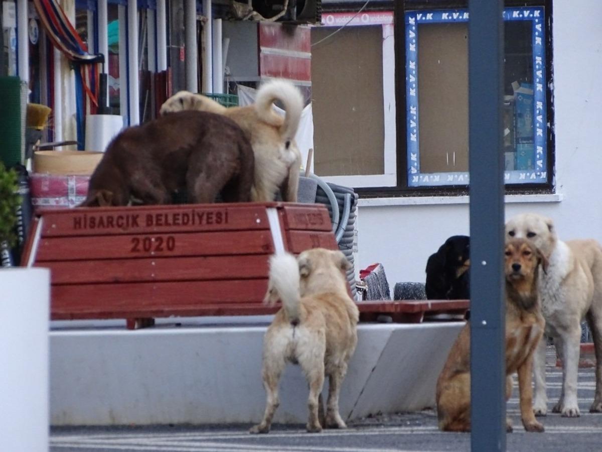 Sessiz sokaklarda k&ouml;pek egemenliği