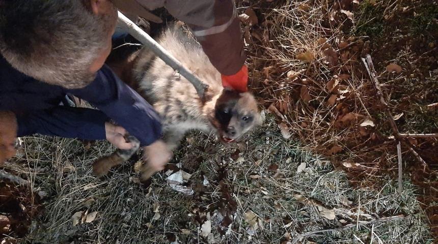 Otomobilin &ccedil;arptığı &ccedil;izgili sırtlan yaralandı