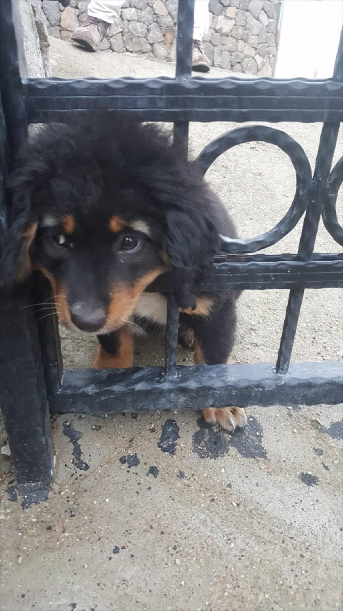 Bodrum'da demir korkuluklara başı sıkışan k&ouml;peği itfaiye kurtardı