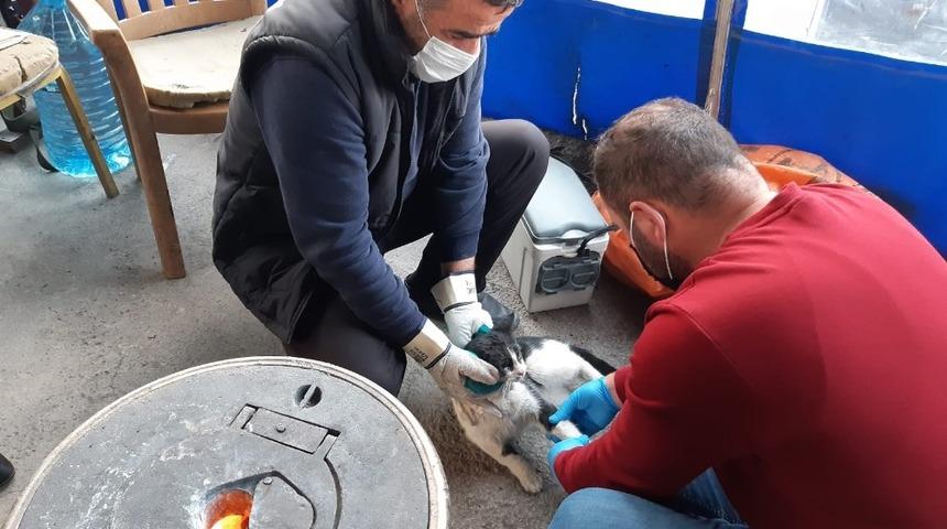 Hakkari&rsquo;de can dostlar i&ccedil;in zamana karşı yarış