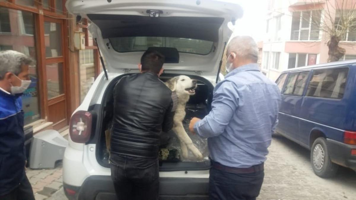Yaralı k&ouml;pek tedavi i&ccedil;in &ouml;zel izinle İstanbul&rsquo;a g&ouml;t&uuml;r&uuml;ld&uuml;