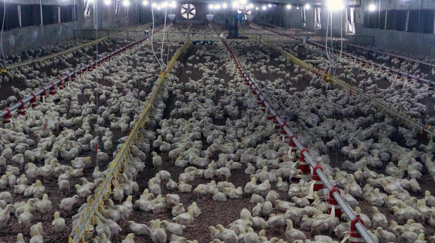 'Koronavirüs aşılarının benzeri, hayvanlar üzerinde başarıya ulaştı'