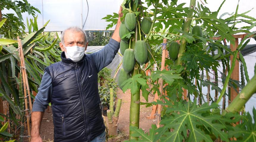 Bahçesinde papaya meyvesi yetiştiriyor! Sezonluk geliri 45 bin TL