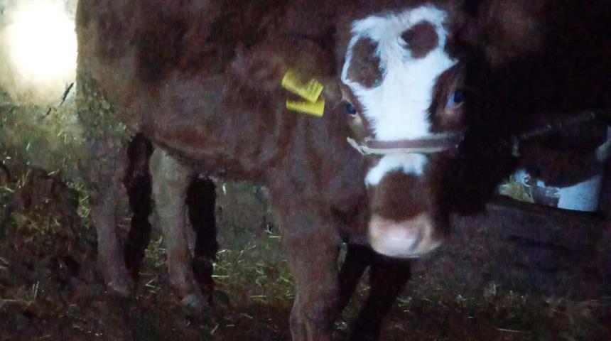2 aylık buzağıya cinsel saldırı, 'mala zarar verilmedi' gerekçesiyle cezasız kaldı