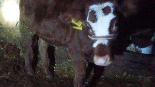 2 aylık buzağıya cinsel saldırı, 'mala zarar verilmedi' gerekçesiyle cezasız kaldı