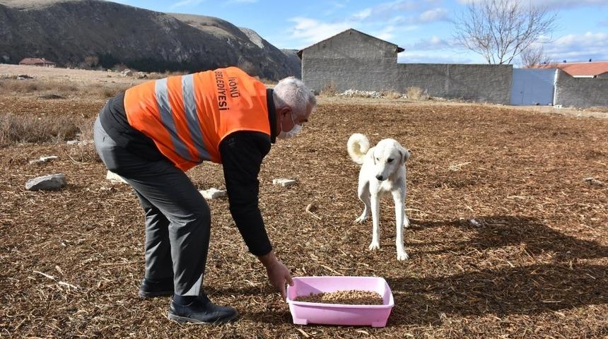 İn&ouml;n&uuml; Belediyesi sokak hayvanlarına sahip &ccedil;ıkıyor