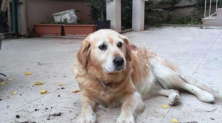 Can dostu &ccedil;alındı hayatı alt &uuml;st oldu