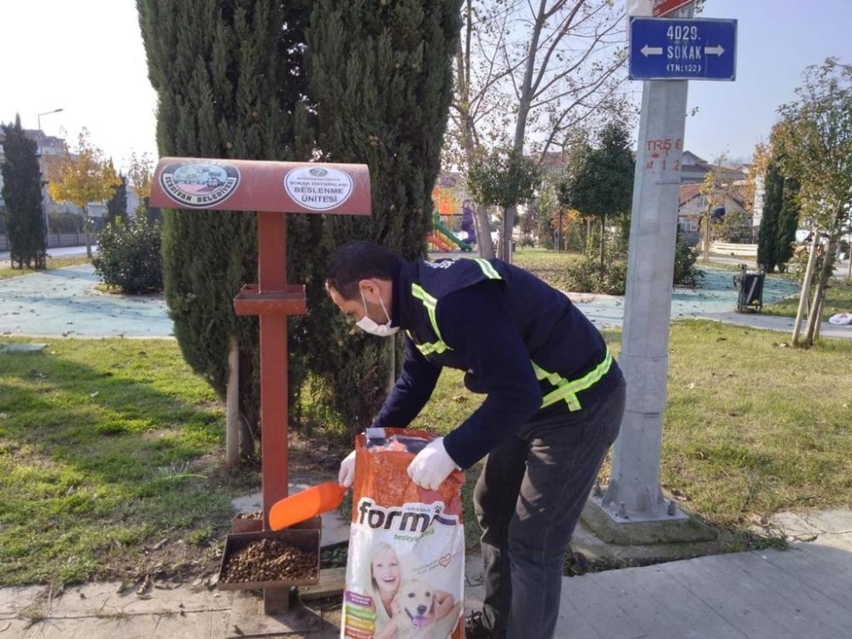 Serdivan Belediyesi, sokak hayvanlarını yalnız bırakmadı